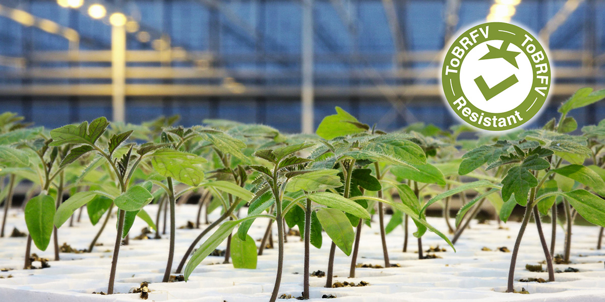 Portainnesti resistenti al ToBRFV: la risposta Syngenta per rilanciare la coltivazione del pomodoro